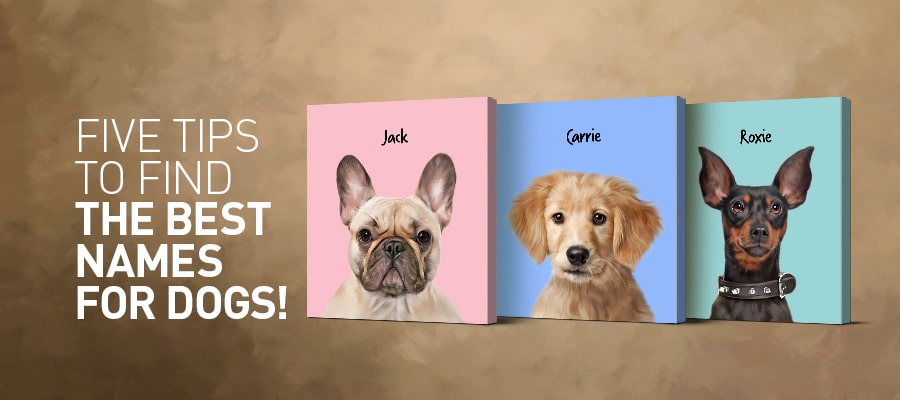 5 tips to find the Best Names for Dogs: Male & Female Dog Name Suggestions (2021)