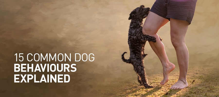 15 common dog behaviours explained
