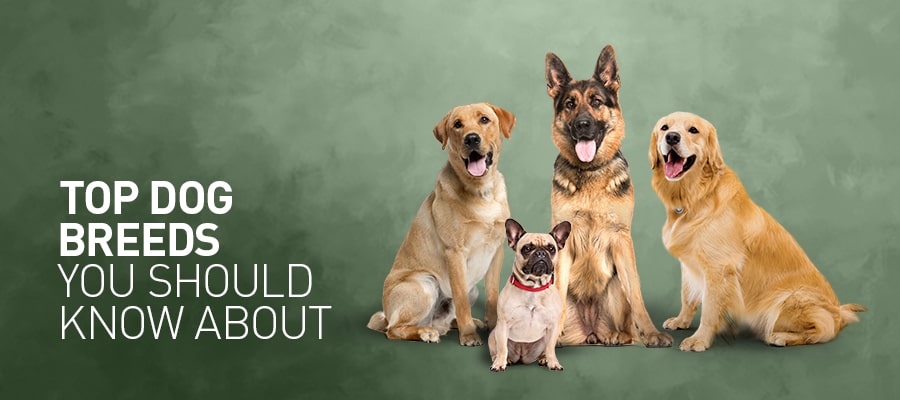 Top Dog Breeds You Should Know About