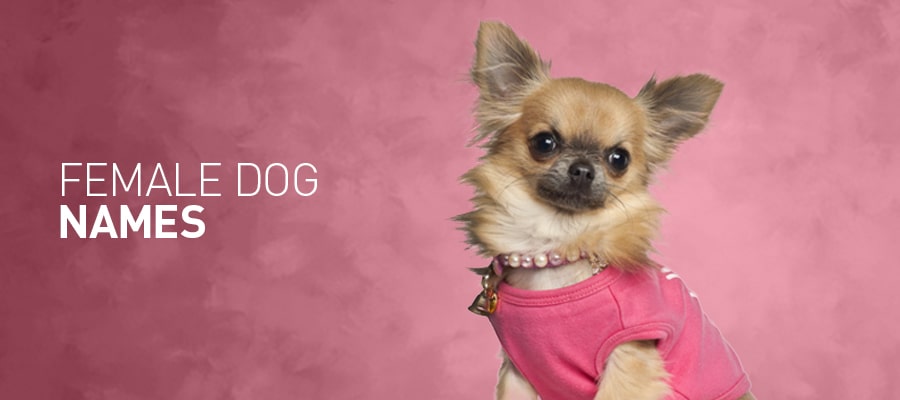 160 Popular Female Dog Names – Including Indian Dog Names