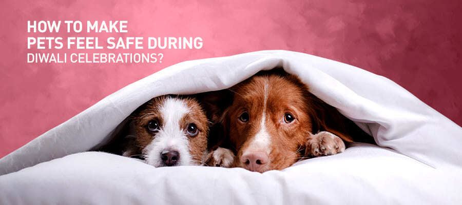 How to make pets feel safe during Diwali Celebrations?