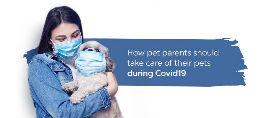 How pet parents should take care of their pets in Covid19 lockdown
