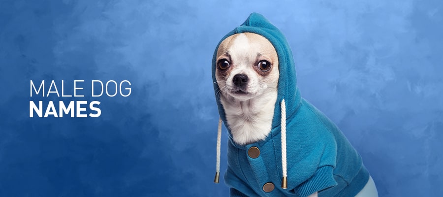 160 Popular Male Dog Names – Including Indian Dog Names