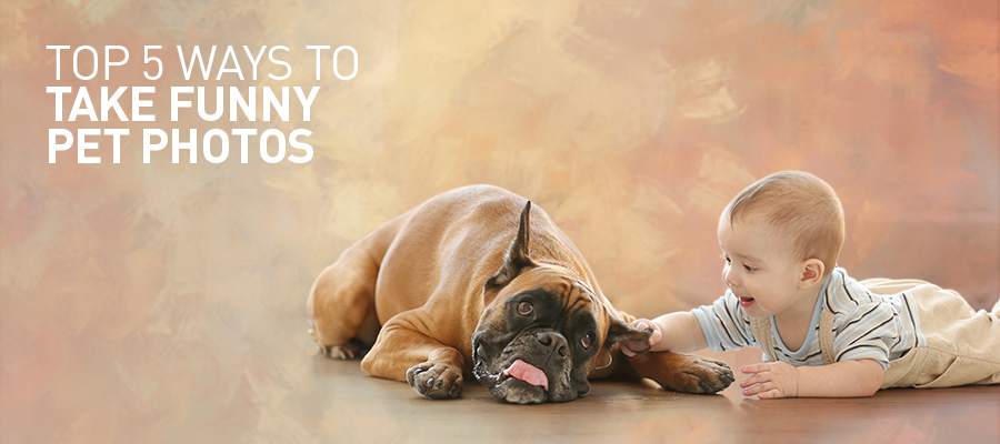 Top 5 Ways to Take Funny Pet Photos