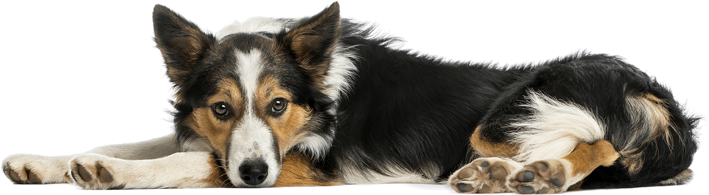 We Are Always Listening